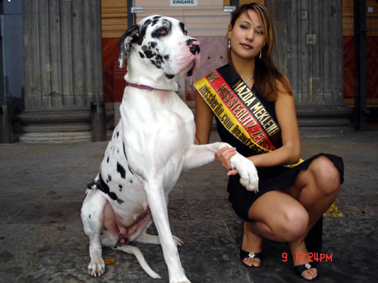 Harlekindogge -Gina- gefleckte Deutsche Dogge